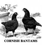 Cornish Book NEW AND UPDATED!