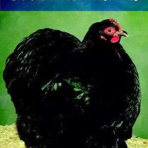 ABA Cochin Bantams NEW 2014 !