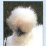 Silkies
